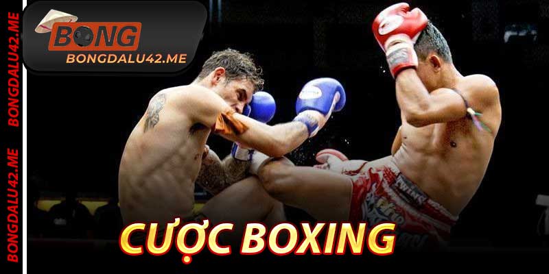 Cược Boxing - Mỏ Vàng Đấm Bốc Với Tỷ Lệ Thắng 84%
